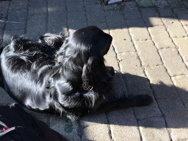 ein schwarzer Hund Flat coated Retriever